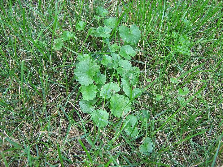is creeping charlie in your lawn a good thing or a bad thing, gardening, landscape, For years I have pulled it out by hand but it comes back faster than I can pull it