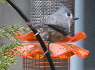 part 6 small peanut feeder back story of tllg s rain or shine feeder, outdoor living, pets animals, urban living, Tufted Titmouse is comfy on the feeder s bracket