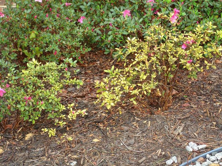 what is wrong with this encore azalea i thought it was insects and sprayed several