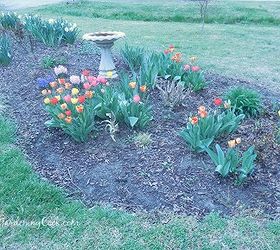 3 easy to grow bulbs for early spring blooms, flowers, gardening