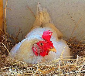keeping chickens for fresh eggs, homesteading, pets animals, Laying an egg