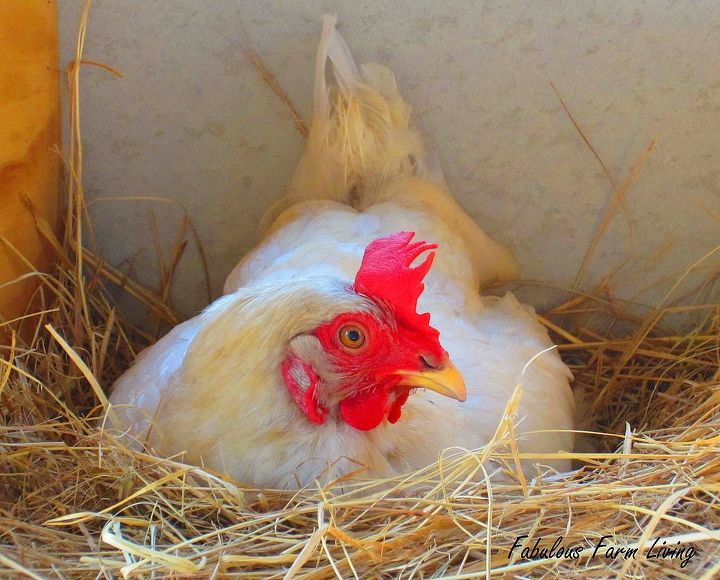 keeping chickens for fresh eggs, homesteading, pets animals, Laying an egg
