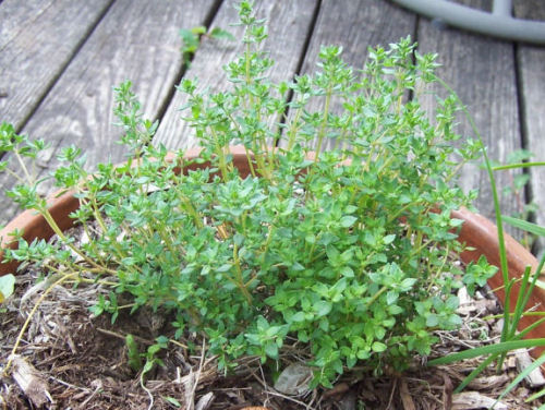 thyme is easy to grow and easy to use, flowers, gardening