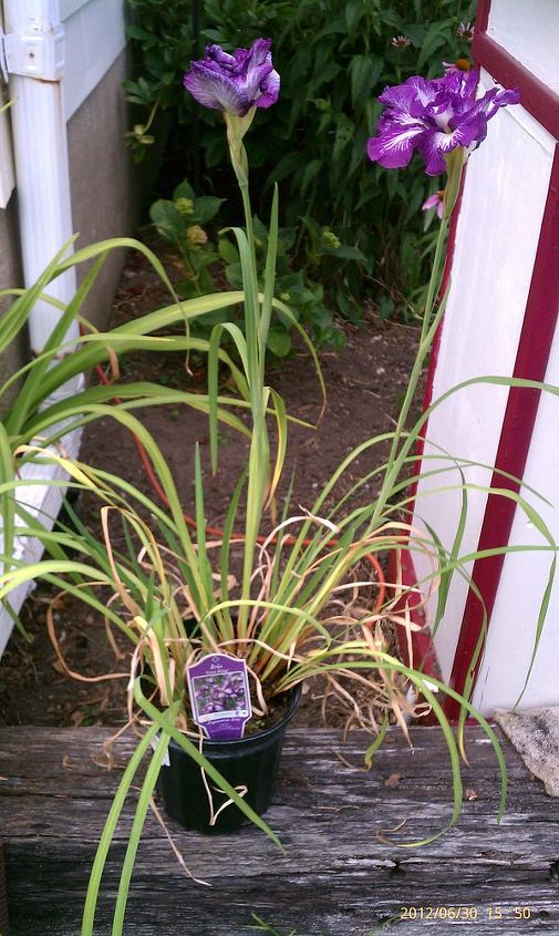 new home for purple iris, flowers, gardening