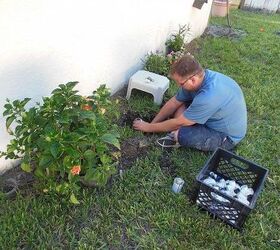 a labor of love, flowers, gardening, hibiscus, What better opportunity to ask hubs to fix the sprinkler line I broke than while he waits for concrete to set 9 10 13