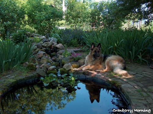 keep the garden pond clean with snails, outdoor living, ponds water features, My dog enjoying the cool brick surrounding the garden pond Makes a great water bowl don t you think