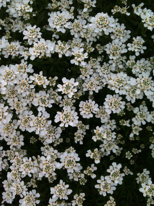 need info on a couple of flowering plants in my yard, flowers, gardening, close up of the blossoms