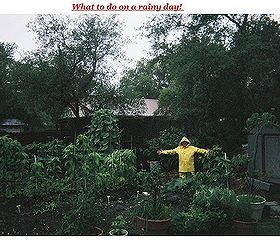 gardening in the ne florida rainy season, gardening, Gardening in the rain