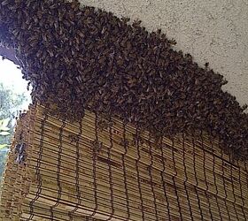 logos and bees, this swarm was partially on the outside of the patio the rest was inside the stucco