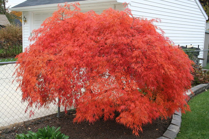 q please help me save my tree, landscape, Picture from fall