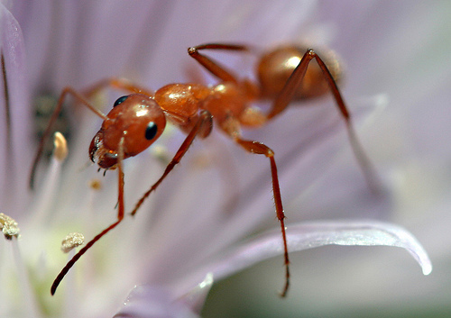 6 maneiras de lidar com formigas em casa, Essas pequenas criaturas s o sorrateiras organizadas e timas para entrar em uma casa