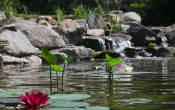 Enjoy the Sight and Sound of Water, Add a Pond to Your Landscape!