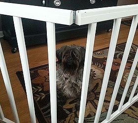 great new use for those unwanted crib rails doggie gate, pets animals, remodeling, DIY pet gate made from unwanted crib rails