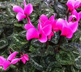 is your heart in the garden try these heart shaped plants, container gardening, flowers, gardening, hydrangea, Cyclamen have you ever noticed their extraordinary leaves