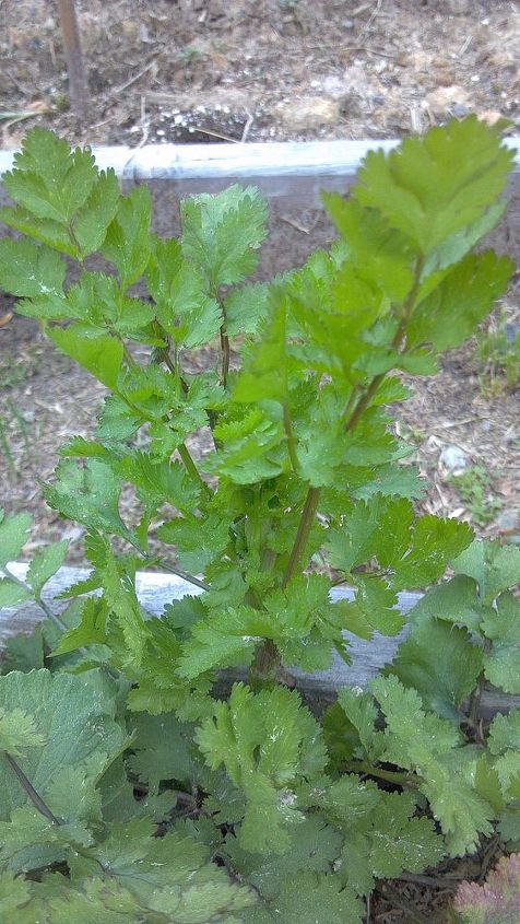 secret to cilantro, flowers, gardening, When a stalk starts to form in the center your cilantro has entered old age Use it Dry it Whatever you are going to do with it now is the time