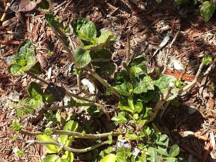 i think the plant police should come arrest me poor hydrangea, flowers, gardening, hydrangea