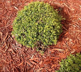boxwood leaves turn yellow and then end up with all dry leaves