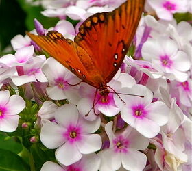 what s happening currently in my yard, flowers, gardening, hibiscus, This Gulf Fritillary loves it