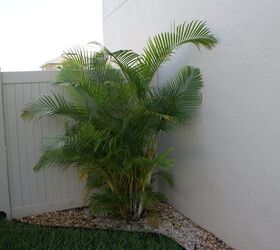 new pictures, flowers, gardening, landscape, Areca palm is more protected from frost when it is close to the house