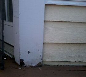 help i was told we have wood beetles, pest control, To the left is the door to the kitchen from the deck