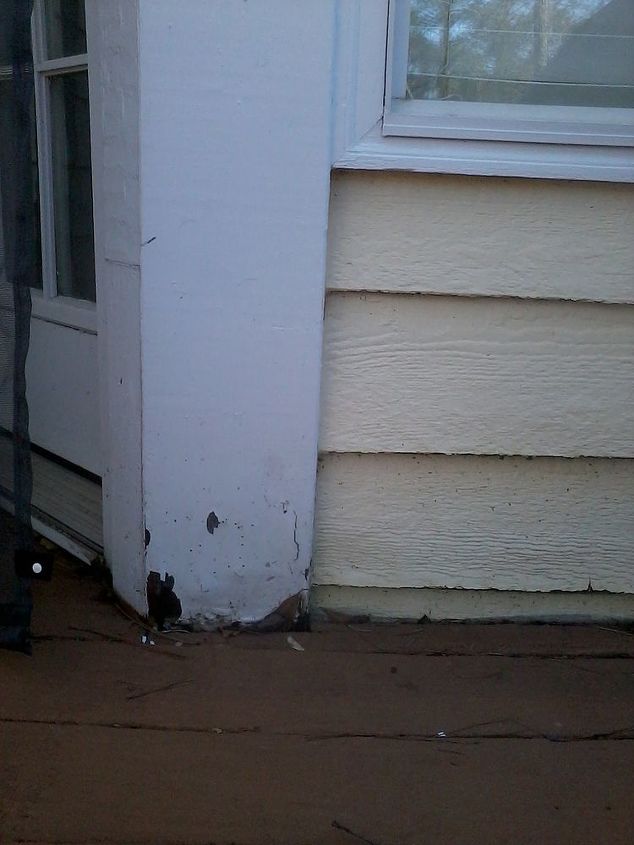 help i was told we have wood beetles, pest control, To the left is the door to the kitchen from the deck