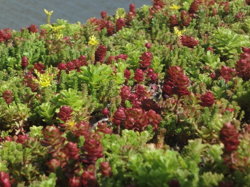 the decor girl s green roof on blue, go green, roofing, Flowering Sedum is Used in a Green Roof Installation