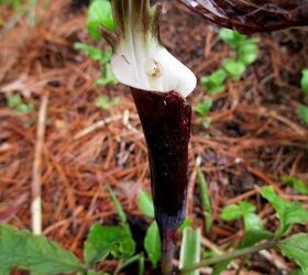 the merry merry month of may, flowers, gardening, hydrangea, Jack in the pulpit arisaema sikokianum