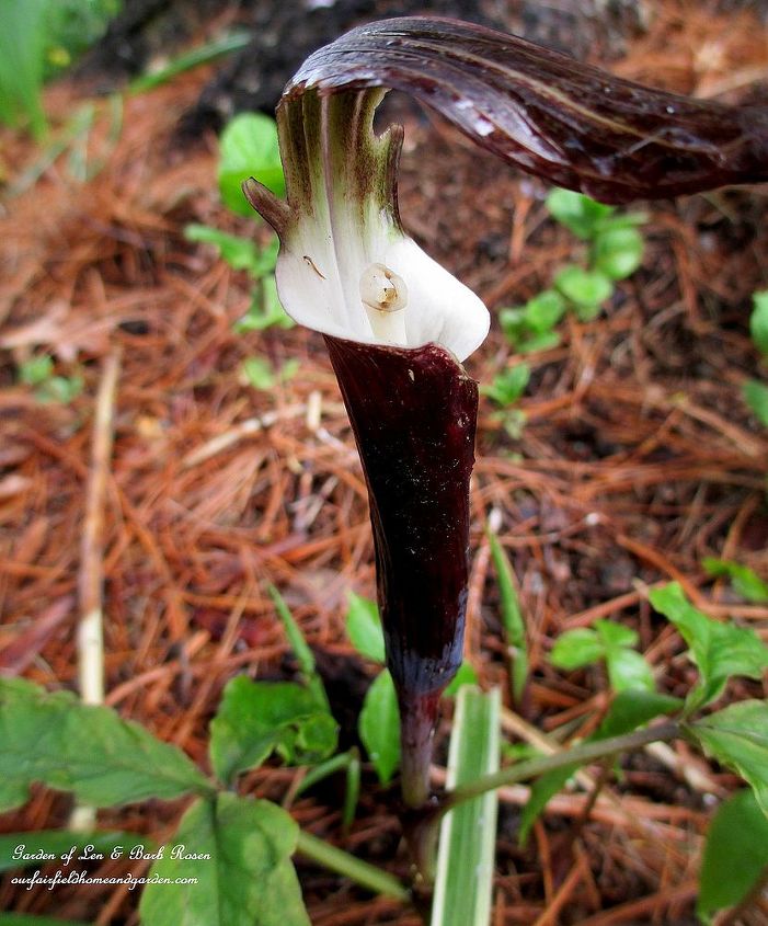 the merry merry month of may, flowers, gardening, hydrangea, Jack in the pulpit arisaema sikokianum