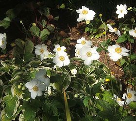 fab fall flowers, flowers, gardening, Japanese anemone Honorine Jobert is a gorgeous white cultivar Also try the pink form