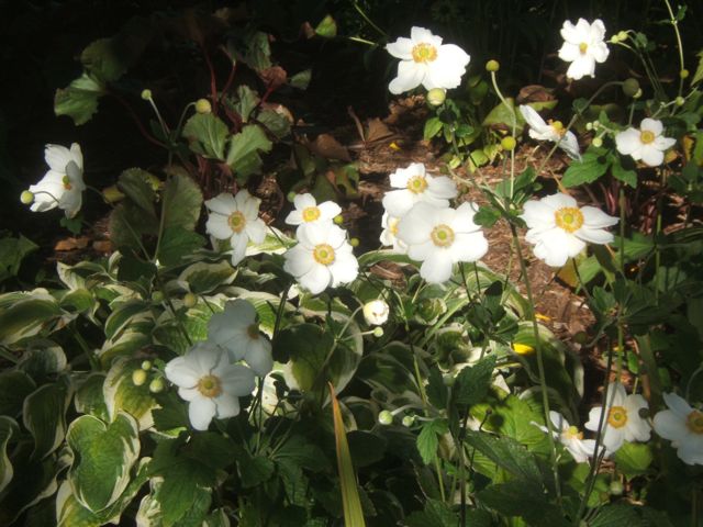 fab fall flowers, flowers, gardening, Japanese anemone Honorine Jobert is a gorgeous white cultivar Also try the pink form