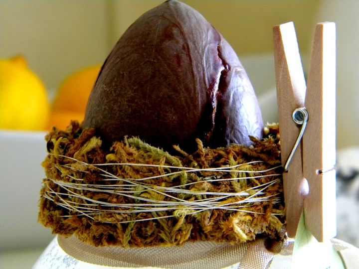a simple avocado seed gift, crafts, Use heavy duty thread to keep the sheet moss in place