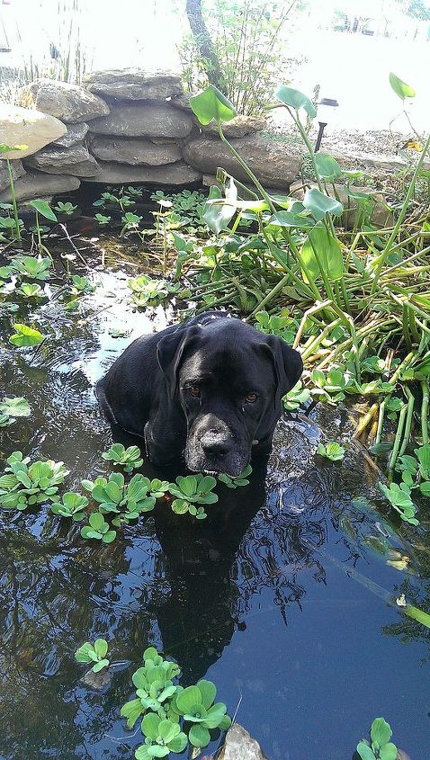 my now fat and happy rescue zoe, ponds water features