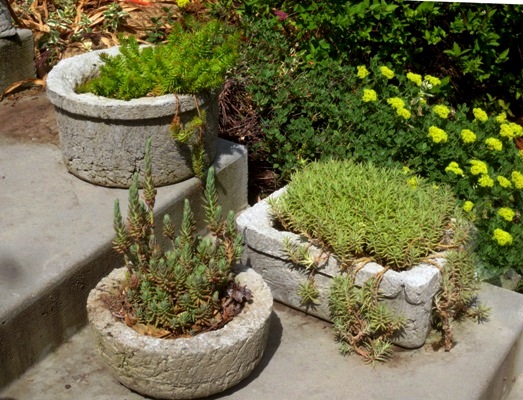 make your own concrete troughs, concrete masonry, diy, gardening, succulents, Voila Succulents are the perfect plant for hypertufa they fill up every nook