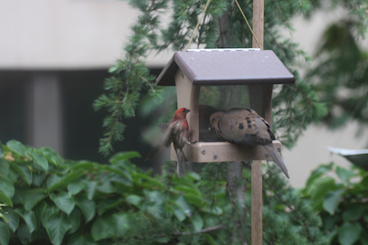 part 5 back story of tllg s rain or shine feeders, outdoor living, pets animals, urban living, MALE HOUSE FINCH SPOTS MOURNING DOVE NOSHING FROM HH in new locale TRIES TO NEGOTIATE FOR A SPOT AT THE FEEDER VIEW ONE FINCH INFO