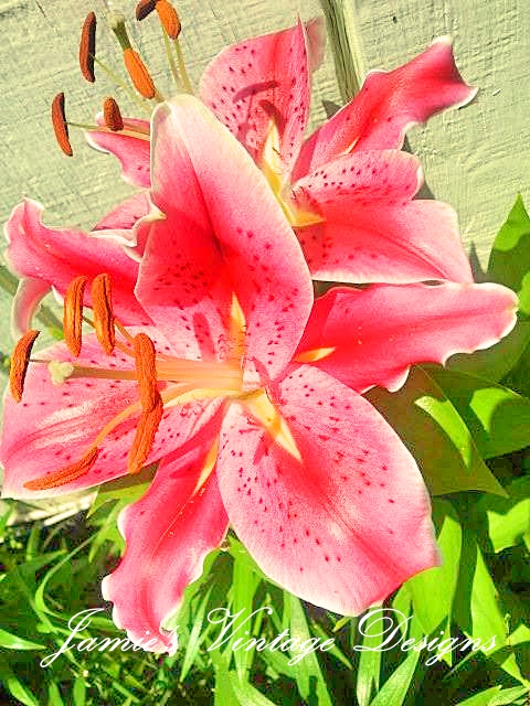 my lilies 2013 asiatic oriental and daylilies zone 5 6, flowers, gardening, Stargazer Lily Oriental
