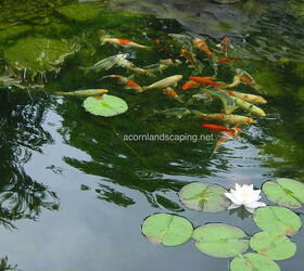 pond fish rochester ny water garden pond fish monroe county ny acorn, outdoor living, ponds water features, Watching the fish swim around in your backyard garden pond can be very relaxing Do you have any favorite fish in your pond