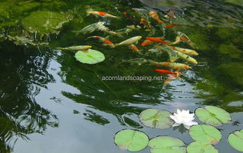 Goldfish, Pond & Koi Fish For Ponds & Water Gardens in Rochester NY