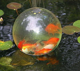 bring your fish above the water enjoy, ponds water features