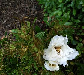 anybody have an idea of what is wrong with this miniature rose, gardening