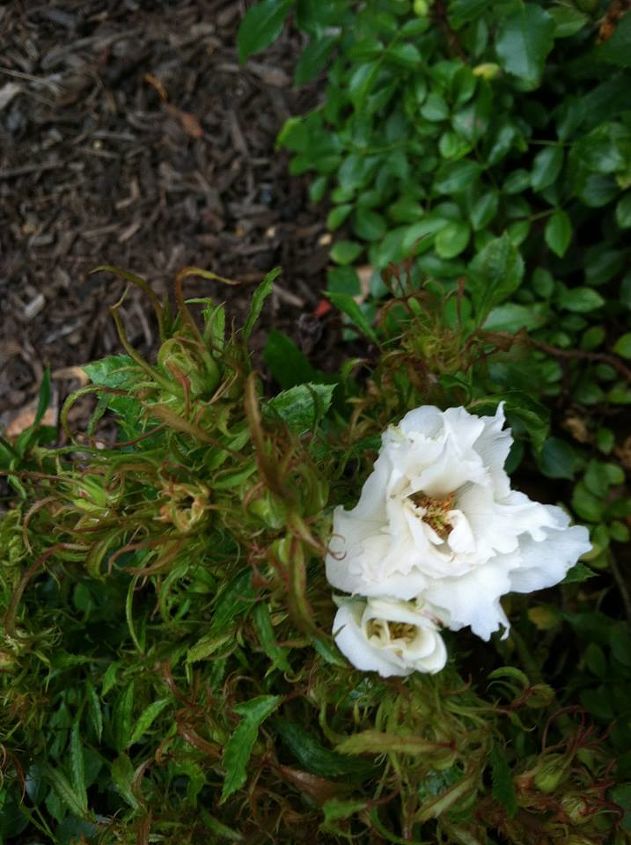 anybody have an idea of what is wrong with this miniature rose, gardening