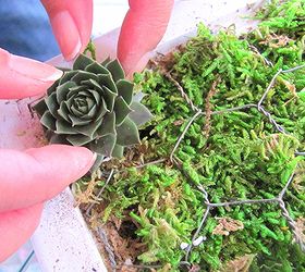 how to make a living plant picture frame, crafts, succulents, And added the little succulents