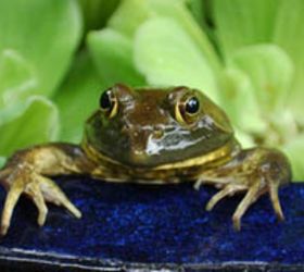 frogs in your water features, outdoor living, pets animals, ponds water features