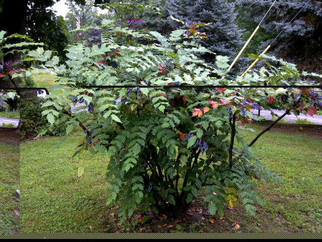 what is this shrub is it in the holly family, gardening, Tell us about this photo