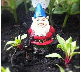 anybody know where we can find a little female gnome, gardening, outdoor living, Gnomey needs a lady friend