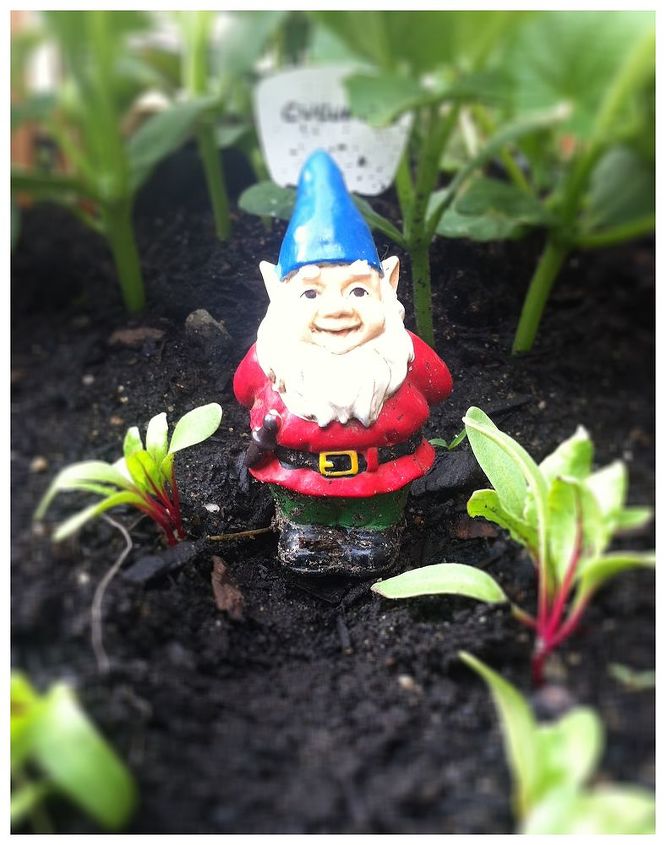 anybody know where we can find a little female gnome, gardening, outdoor living, Gnomey needs a lady friend