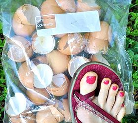 Organic Gardening How to Deter Slugs and Snails With Eggshells Hometalk