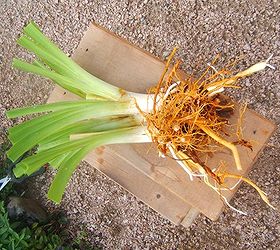 how to divide daylilies, gardening, A perfect division ready to be replanted