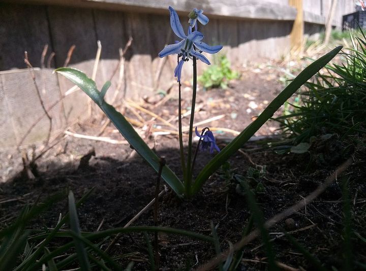 q help, flowers, gardening