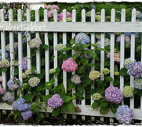 my home, gardening, outdoor living, Hydrangeas peeking through the picket fence