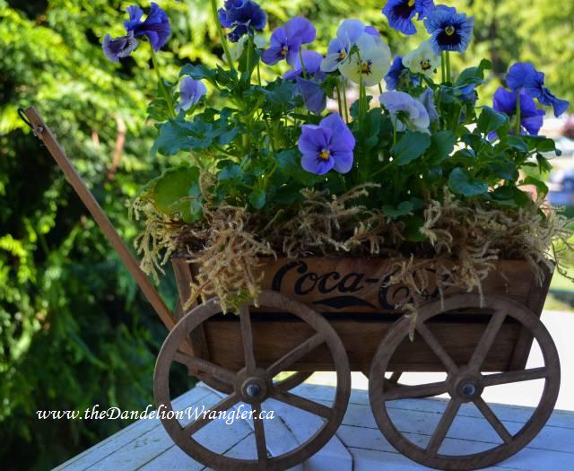 market treasures, container gardening, gardening, Classic Coca cola wagon planted with pansies and moss